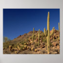 Search for tucson posters Cactus