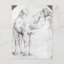 Recherche de dromadaire posters Sauvage