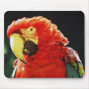 Recherche de perroquet vert tapis souris Ara