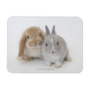 Recherche de la hollande magnets Nature