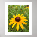 Search for rudbeckia posters Nature