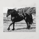 Recherche de amants de cheval cartes postales Animaux