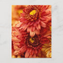 Recherche de chrysanthème posters Photographie de la nature