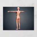 Recherche de vertèbres cervicales posters Représentation humaine