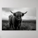 Search for black and white cow posters Highland
