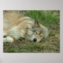 Recherche de dormir posters Mammifère