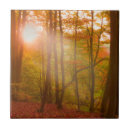Search for beech tiles Landscape