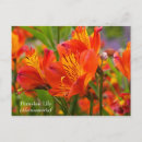 Recherche de péruvien cartes postales Alstroemeria
