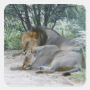 Search for male lion stickers Horizontal