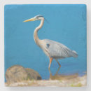 Search for fowl coasters Nature