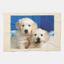Recherche de labrador cuisine linges Chiots