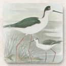 Search for avian coasters Nature