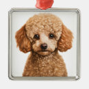 Search for apricot poodle ornaments Puppy