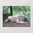 Search for wolf face postcards Forest