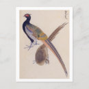 Search for pheasants postcards Wildlife