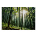 Recherche de bamboo posters Nature
