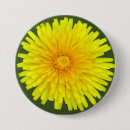 Search for dandelion buttons Weed
