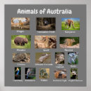 Recherche de kangourou australie posters Animaux