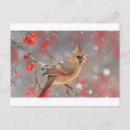 Recherche de cardinal féminin Nature