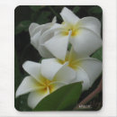 Recherche de frangipani Nature