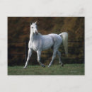 Recherche de cheval arabe cartes postales Fonctionnement