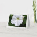 Search for petunias cards Photography