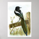 Search for corvidae posters Wildlife