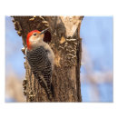 Recherche de pic photographie Oiseau