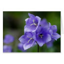 Search for blue bell flower postcards Campanula
