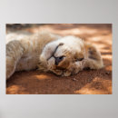 Search for lion image posters Cute