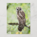 Search for subbing postcards Wildlife