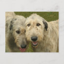 Search for wolfhounds postcards Irish wolfhound
