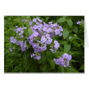 Search for phlox Lavender