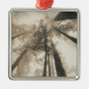 Search for northern lights ornaments Photography