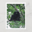 Search for gibbon postcards Animals