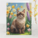 Search for abyssinian cat cards Kitten