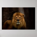 Recherche de regard de lion posters Faune