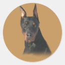Search for doberman dad stickers Dobie