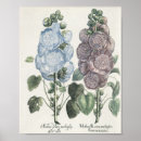 Search for hollyhock posters Illustration