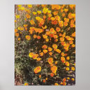 Search for california poppy art Poppies