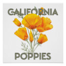 Recherche de pavot posters Coquelicot de californie