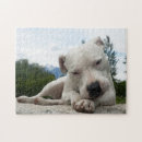 Recherche de dogo Argentino de dogo