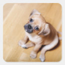 Search for kings stickers Nature