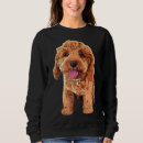 Search for golden doodle clothing Cockapoo