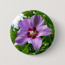 Search for white bloom buttons Nature