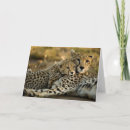Search for cheetah cub cards Wildlife