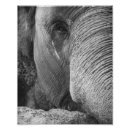 Recherche de elephant photos posters Photographie