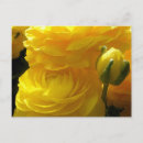 Recherche de renoncule cartes postales Floral