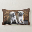 Recherche de balais coussins Drôle