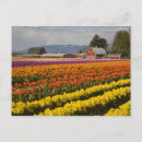Recherche de champ de tulipe cartes postales État de washington
